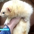雪貂宠物貂繁殖过程- 从第1天到第8周