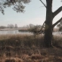 空镜头视频 秋季早晨荒草树木 素材分享