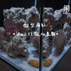 【海缸】Week11微小生物——桡足类、多毛纲（管虫）密集、昆虫恐惧人群勿入