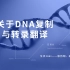 关于DNA的复制与转录翻译
