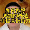 雏鸡的饲养管理要点 小鸡养殖技术和方法 雏鸡怎么养成活率较高 小鸡怎样喂养成活率高