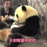 一则视频告诉你熊猫智商有多高！