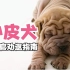 第41期|沙皮犬作为中国原生斗犬，却只能买蛋糕的时候见过，发生了什么？