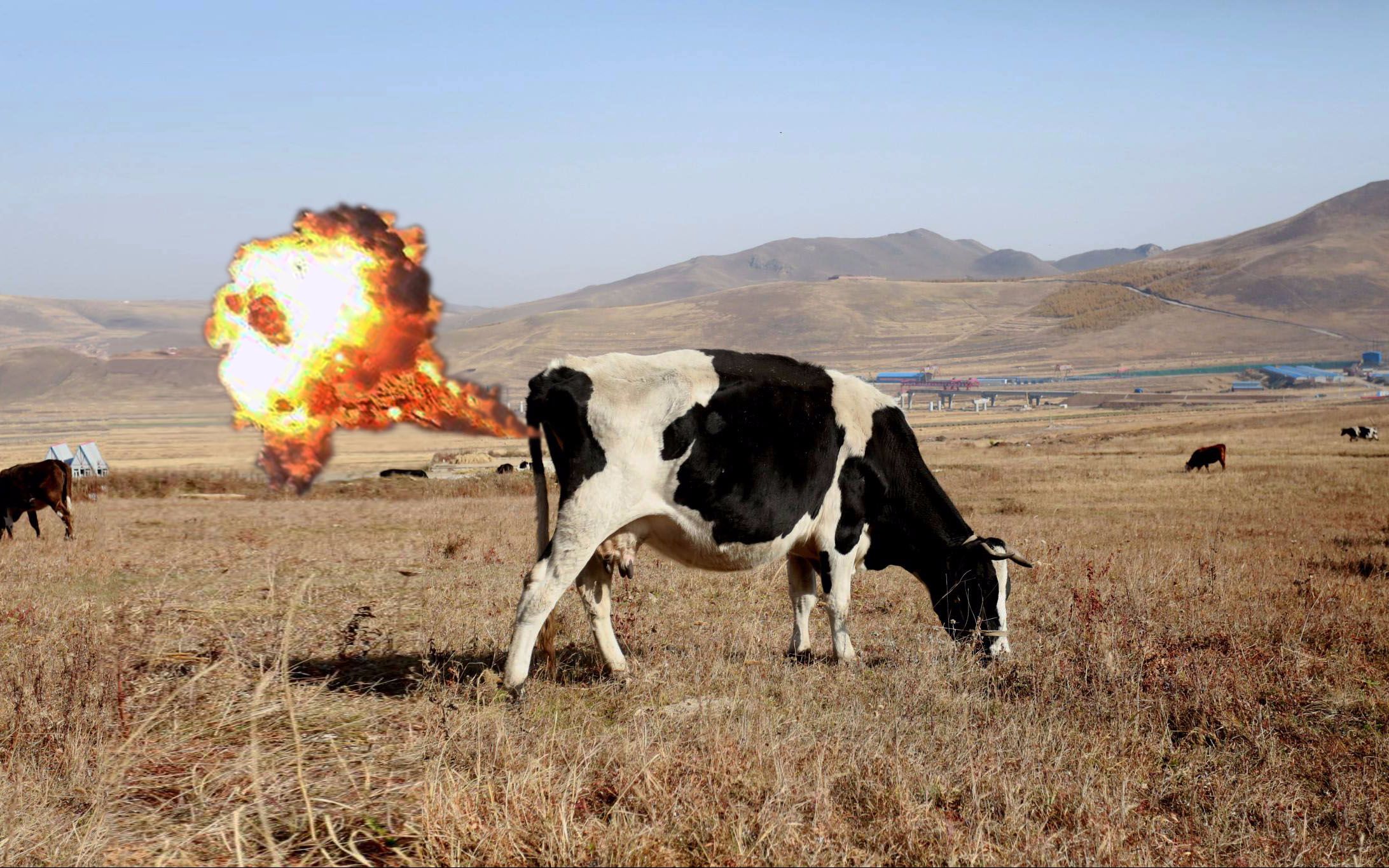 牛放屁引起爆炸难道吃了火药了被拍下的场面真是火爆