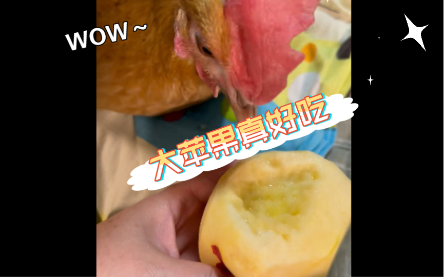 脆甜多汁的大苹果别说咕咕爱吃了，我看它吃都止不住口水分泌啊！
