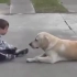 一只狗狗努力的去哄一个有自闭症的小孩，真是太暖了，汪是人最好的朋友