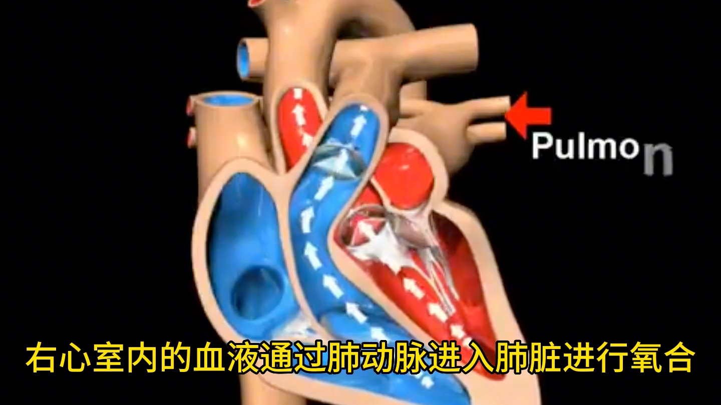 心脏结构和血液循环过程动画演示，值得收藏！