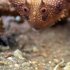 恶魔角蜥蜴，沙漠极端环境中，进化的幸存者