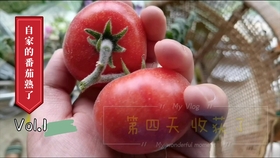 桃子怎么种植图解 300a5371ea9dda65f772e144fac8d348f360155b.jpg@280w_158h_1c_100q.jpg