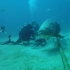 石斑鱼爆头潜水员