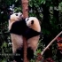 20170502 月亮产房 熊猫树上一串熊猫果 好想摘回家啊~