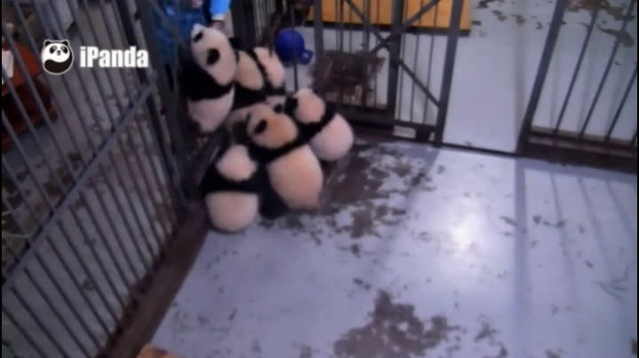 熊猫宝宝幼儿园集体逃课