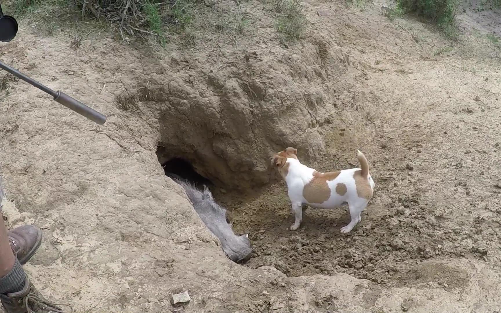 野猪洞打死野猪 没想到还有意外收获