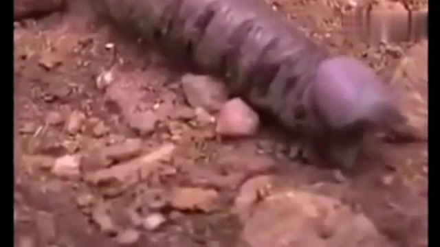 穿白丝就不要和猫玩了