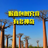 猴面包树究竟有多神奇，一颗就可以养活一家人#科普 #猴面包树