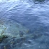 【密恐福利】大量的多春鱼（长体油胡瓜鱼）洄游到岸边产卵