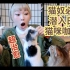 【猫奴必看】日本猫咪咖啡厅到底是什么样的？！大型撸猫现场
