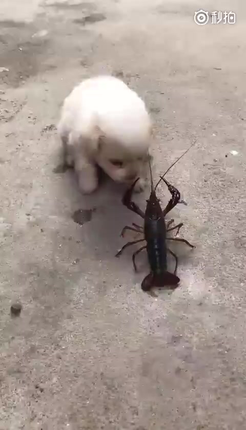 狗狗君子动口不动手没听说过吗?快松手～[二哈][二哈]