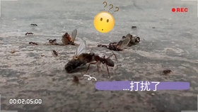3054559d07443720cf315b2a61898f143beaadb1.jpg@280w_158h_1c_100q.jpg