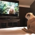 狗子看电视，超入迷的样子
