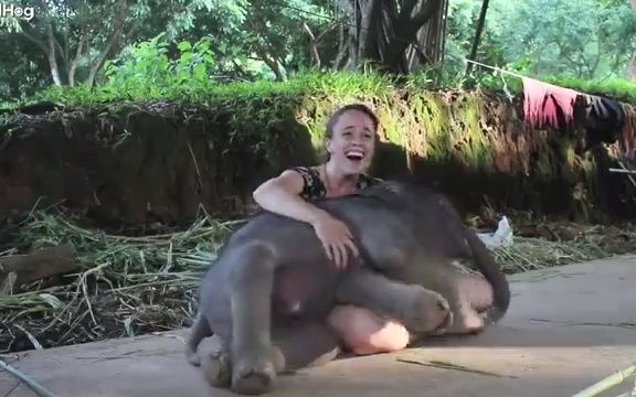 小象也喜欢抱抱人类。