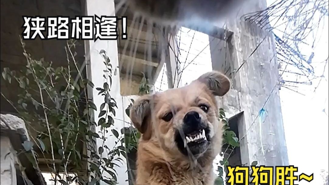 喵师傅过去一年的“名场面”！