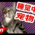 【宠物】可爱睡觉中的动物 & 宠物反应视频合集 - Kyoot Animals