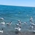 青海湖鸟岛 | 人与自然的和谐共生