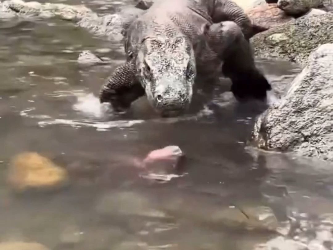 Komodo lizard feeding catch
