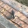 逆天海离薇ter偷拍pa瓦片房屋顶上的her黑白ber奶牛猫(逆耳mou)，野猫子(雅哞的)吃猪肉(恰居昵尔near