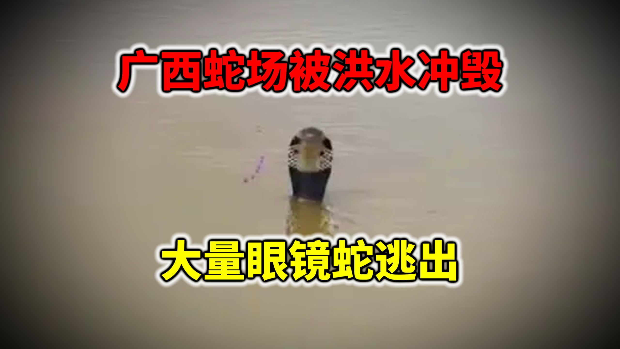 广西蛇场被洪水冲毁！大量眼镜蛇逃出？被困村民被蛇咬伤无法获救！