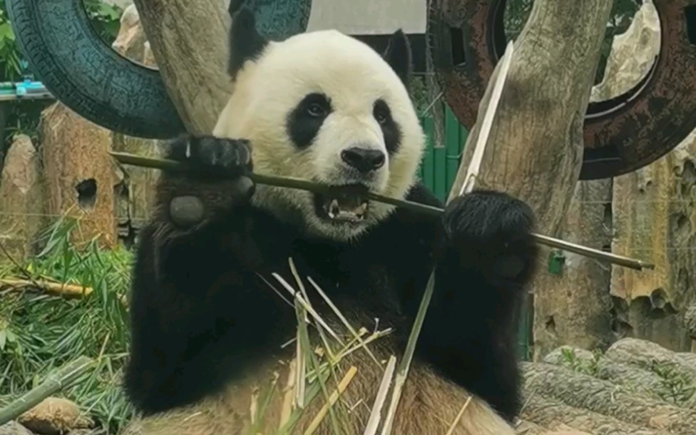 〔大熊猫〕虎虎是好宝宝,不挑食.因为网站后台原因弹幕和评论可能需要隔天刷视频才可以发布成功哔哩哔哩 (゜゜)つロ 干杯~bilibili