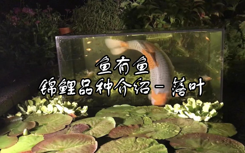 锦鲤品种介绍–落叶