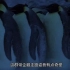 地球脉动：帝企鹅裆下藏蛋，硬钢南极零下七十度暴风雪