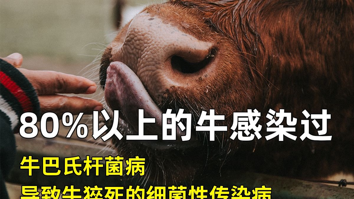 巴氏杆菌，多种动物和人类均可被感染，它是牛出血性败血症的主要病因