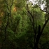 2小时热带雨林深处自然声 虫鸣鸟叫白噪音