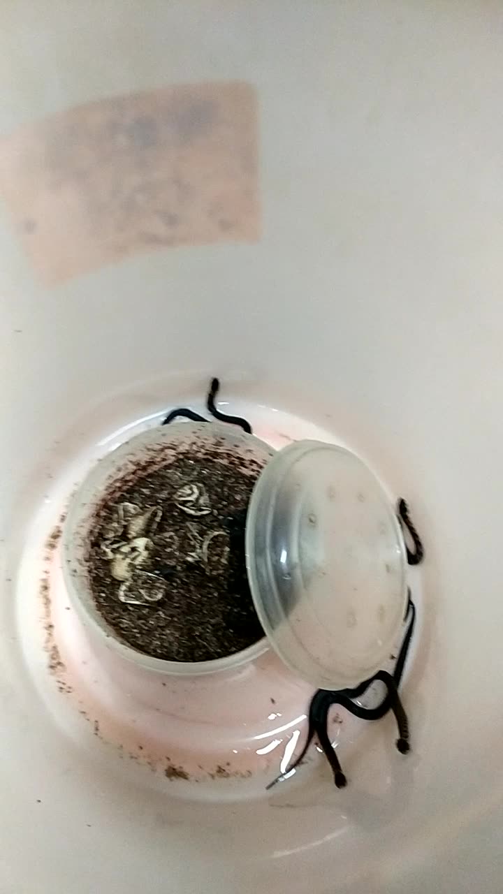 一窝萌萌哒的小蛇蛇