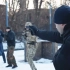 俄罗斯WOLF系统要员保护训练