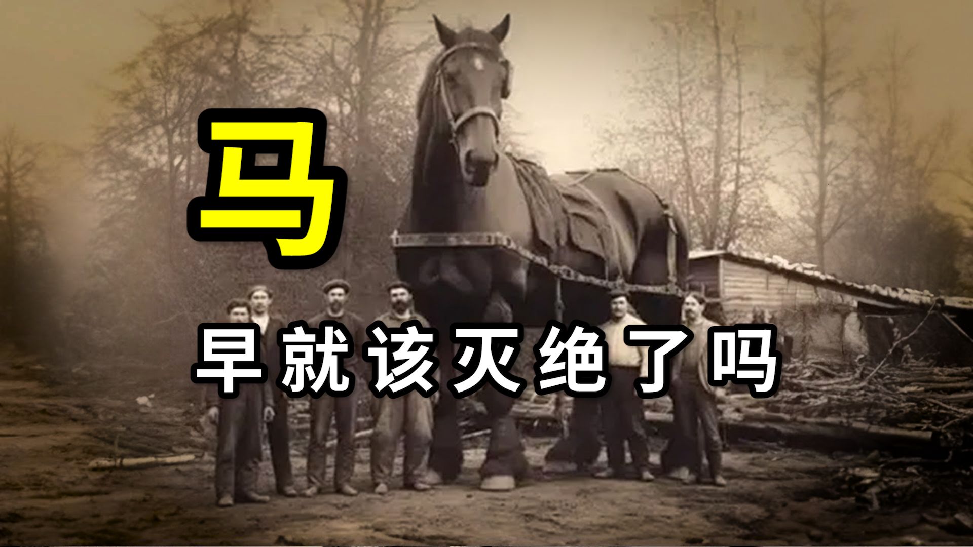 若没有人类的庇护，马可能早就灭绝了？