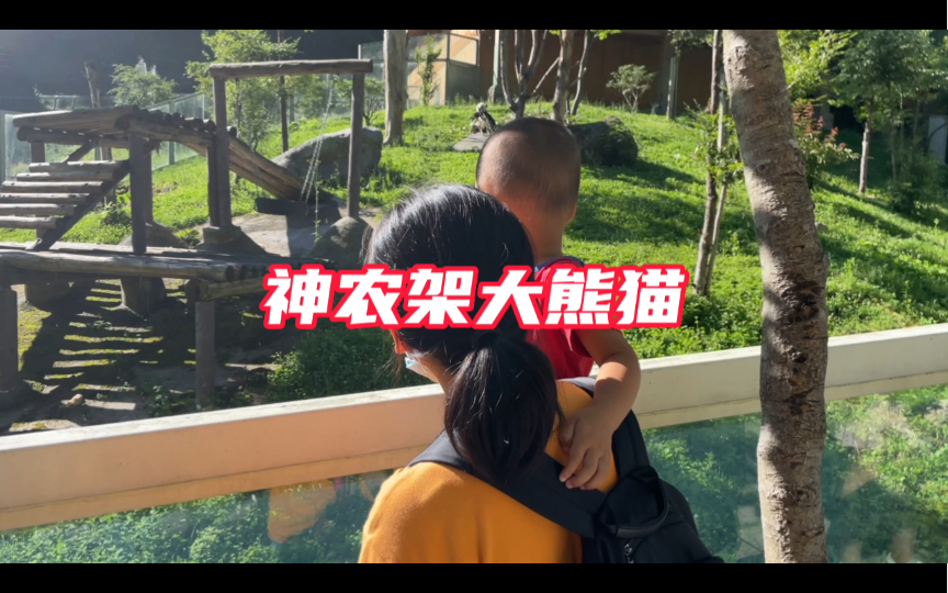 神农架共有几只大熊猫？湖北神农架官门山大熊猫馆美景及旅行攻略