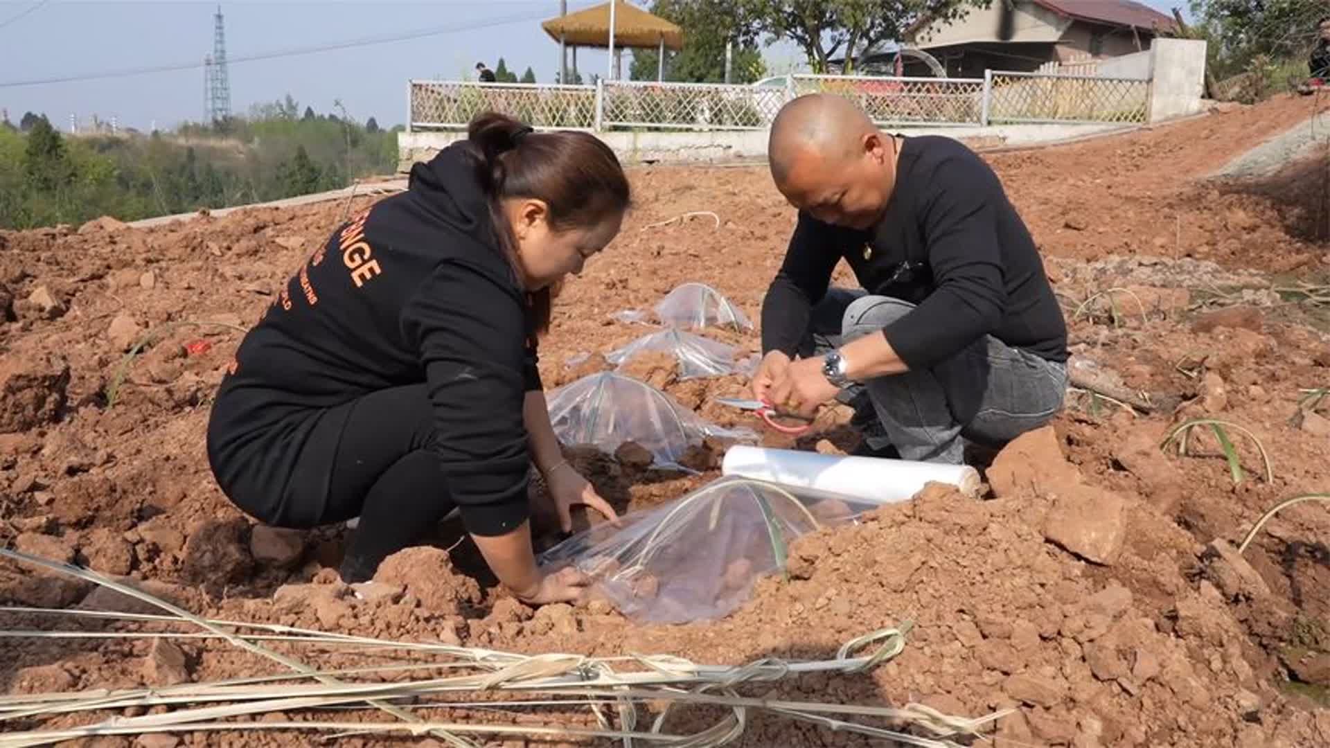 这两天天气好，幺舅舅娘决定回家种西瓜，到时候带着孙女一起来摘