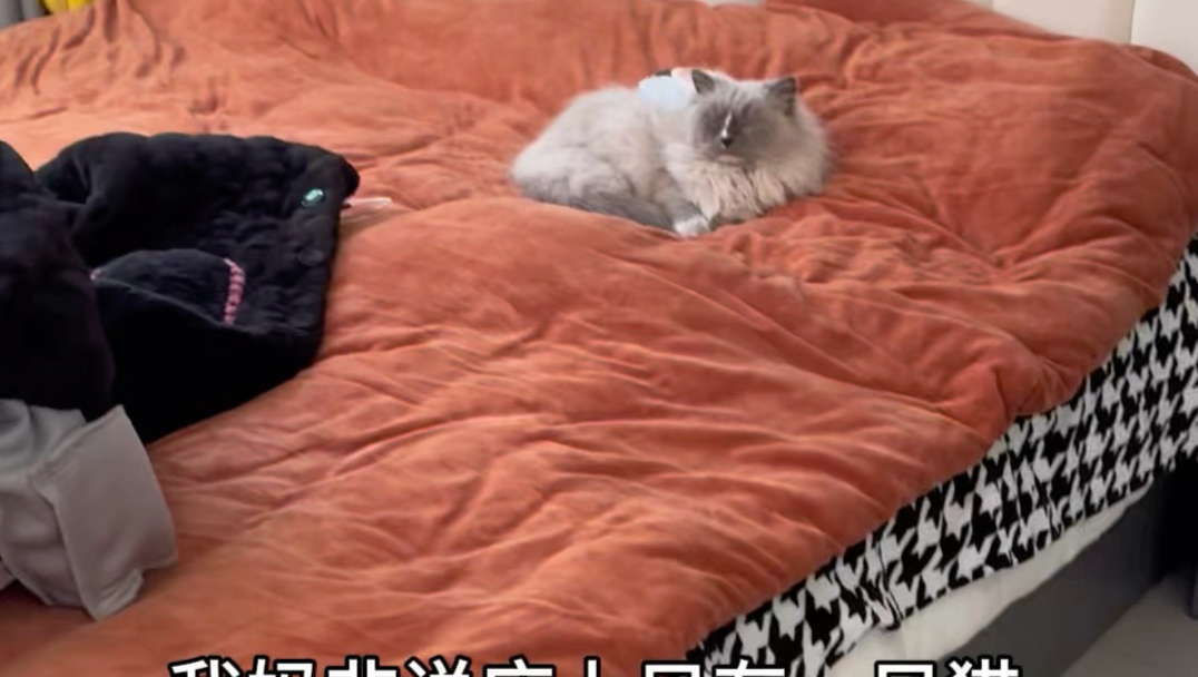 我妈着急的说猫丢了，床上只剩一只猫了