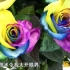 《远方的家》世界上“最花心”的玫瑰，厄瓜多尔人能做，你们敢送吗？