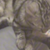 你是只小母猫，要时刻注意淑女形象啊喂