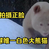 中国首次拍到白色大熊猫正脸