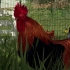 【IGN】《模拟农场23》游戏玩法预告