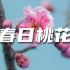 春天绽放的桃花视频素材【VJshi视频素材】