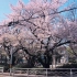 【安喃】樱花季的日本【京都 大阪】【特别随性的一个视频】