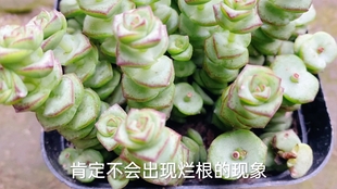 龟背竹杆上长出的根 3176d38706b669202b3d44880ed71de4b60f4292.jpg@310w_174h_1c_100q.jpg