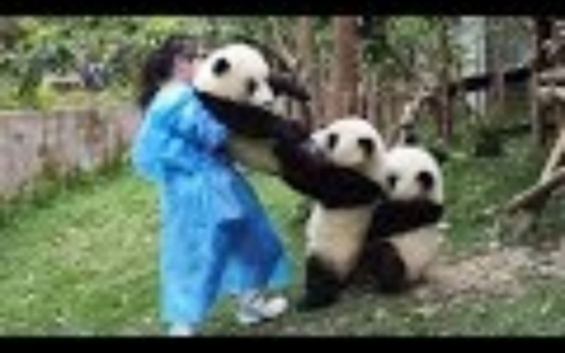 熊猫名场面合集
